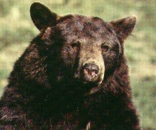 California Black Bear