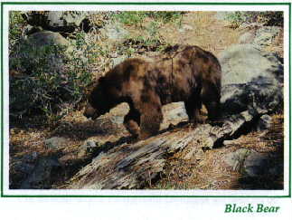 Rangers & Residents dub 1995 as the Season of the Black Bear