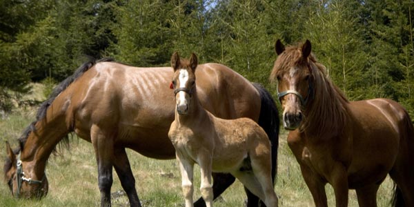 Alpine Meadows Stables Lake Tahoe