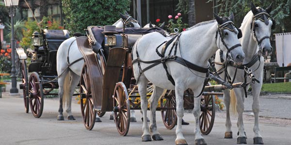 Lake Tahoe Carriage Ride