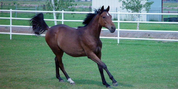 Sheridan Creek Equestrian Center Gardnerville Nevada